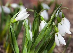 Tauwetter lässt Frühjahrsblüher sprießen