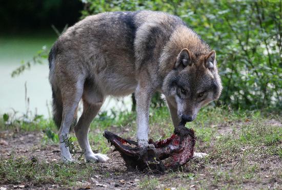 Wolf im Wildpark Schorfheide von Patrick Pleul