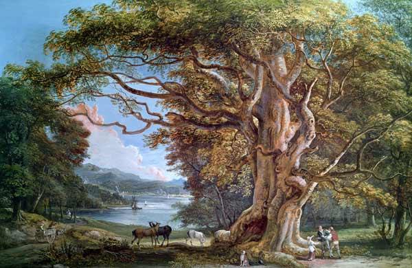 An Ancient Beech Tree 1794