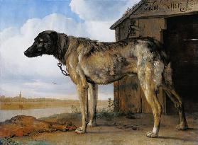 Dog on a Chain 1653-4
