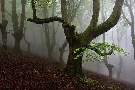 Spaziergang durch den Wald.