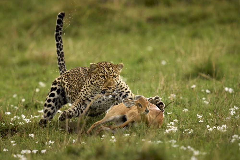 Leoparden-Überraschung von Peter Hudson