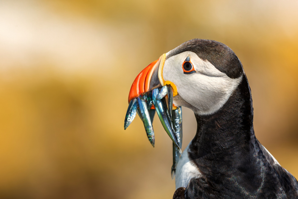 Saltee-Inseln – Papageientaucher von Peter Krocka