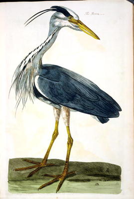 The Heron (Ardea cinerea) plate from 'The British Zoology, Class II: Birds', engraved by Peter Mazel von Peter Paillou