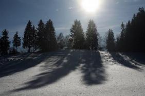 Bäume mit Schatten in Winterlandschaft
