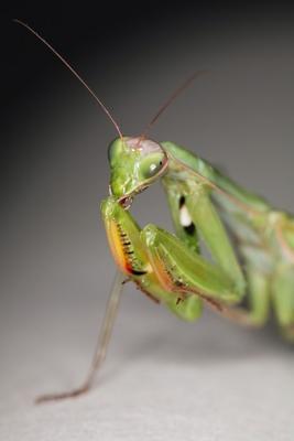 Gottesanbeterin, Mantis religiosa