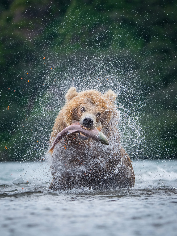 Der Kamtschatka-Braunbär,Ursus arctos von Petr Simon