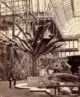 Tropical Plants in the Egyptian Room, Crystal Palace, Sydenham, 1854 (b/w photo) 
