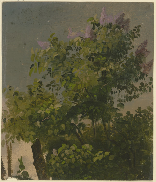 Blühender Fliederbusch von Philipp Rumpf