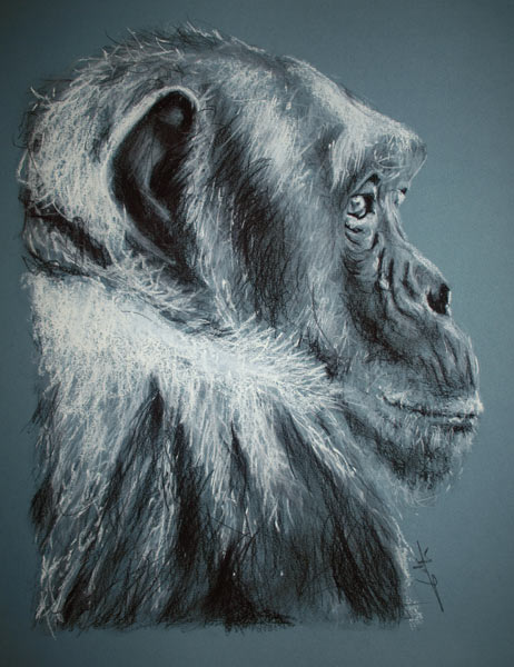 Chimpanzé de profil von Philippe Flohic