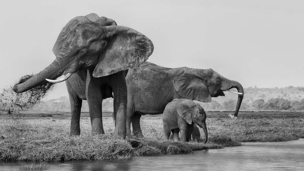 The family of elephants von Phillip Chang