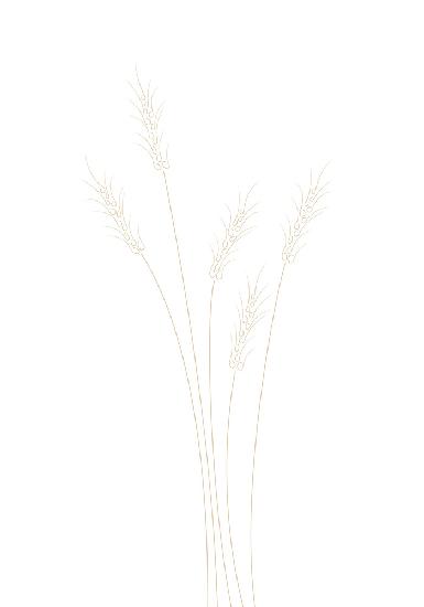 Weizengrass