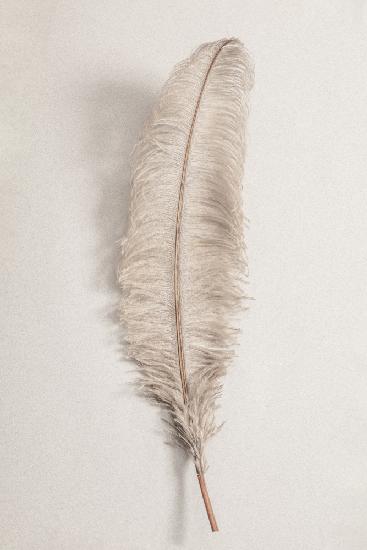 Feather_002