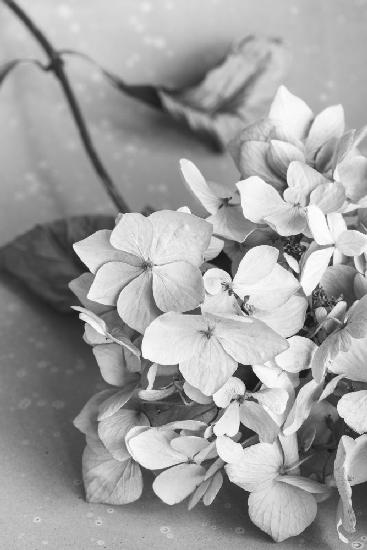 Getrocknete Blumenplatte,schwarz und weiß