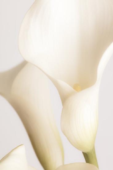 Weiße Calla-Lilie Nr. 2