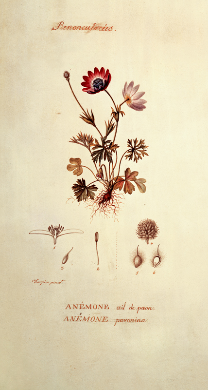 Anemone von Pierre Jean François Turpin