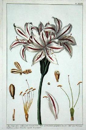 Lilio Narciffus Affricanus from 'Collection precieuse et enluminee' 1778