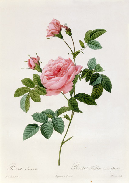 Rosa Inermis von Pierre Joseph Redouté