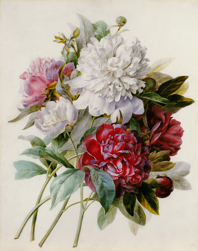 A Bouquet Of Red, Pink And White Peonies von Pierre Joseph Redouté