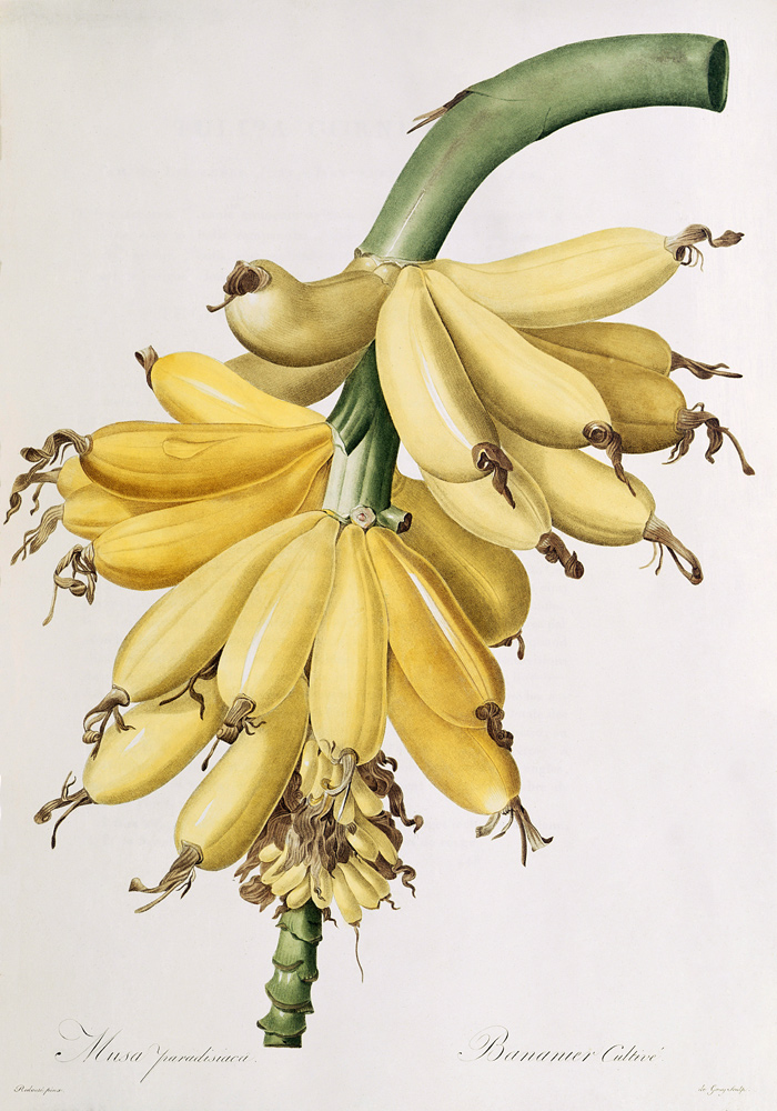 Banana von Pierre Joseph Redouté