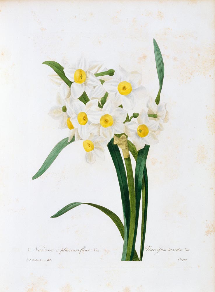 Bunch-flowered Narcissus von Pierre Joseph Redouté