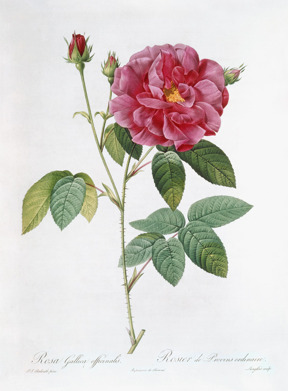Die Rose Rosa Gallica officinalis. von Pierre Joseph Redouté