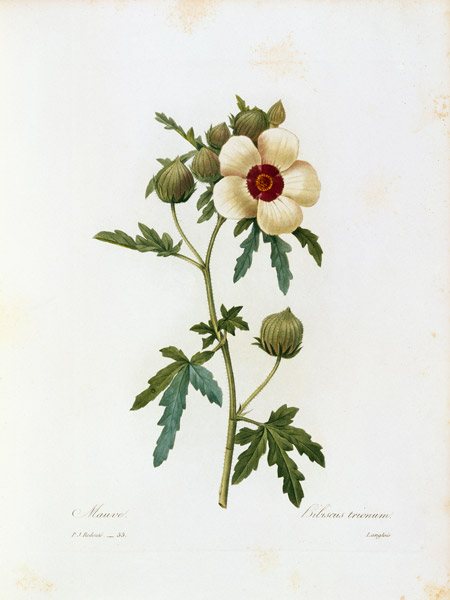 Flower-of-an-hour von Pierre Joseph Redouté