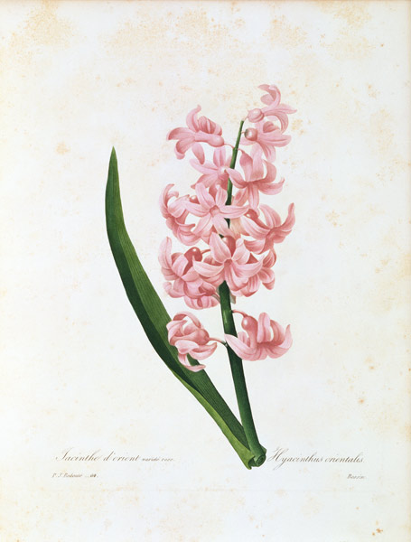 Hyacinth / Redouté von Pierre Joseph Redouté