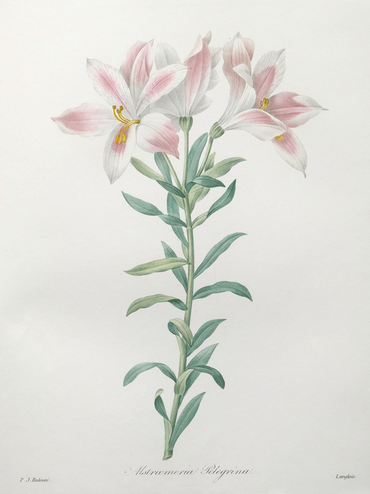 Peruvian Lily / Redouté von Pierre Joseph Redouté