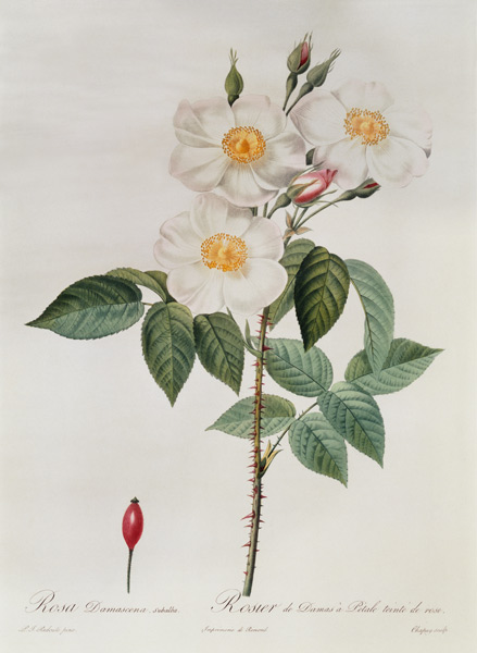 Rosa Damascena Subalba von Pierre Joseph Redouté