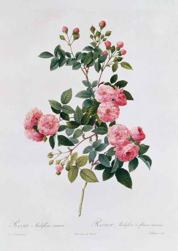 Rosa Multiflora Carnea von Pierre Joseph Redouté