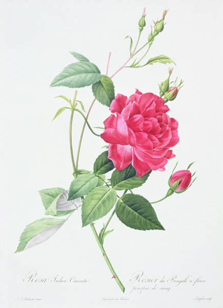 Rosa indica cruenta (blood-red Bengal rose), engraved by Langlois, from 'Les Roses' von Pierre Joseph Redouté