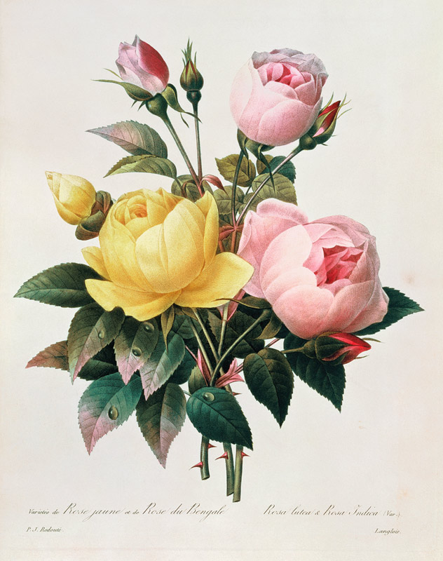 Rosa lutea and Rosa indica, from 'Les Choix des Plus Belles Fleurs' von Pierre Joseph Redouté