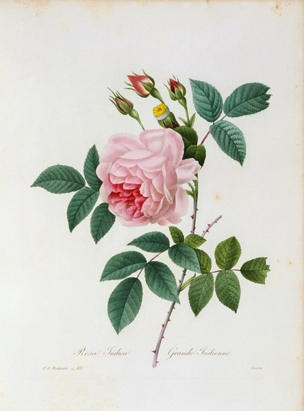 Tea Rose 1835 von Pierre Joseph Redouté