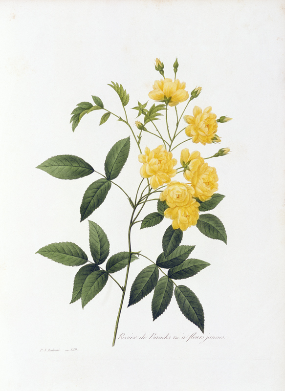 Yellow Lady Banks Rose von Pierre Joseph Redouté