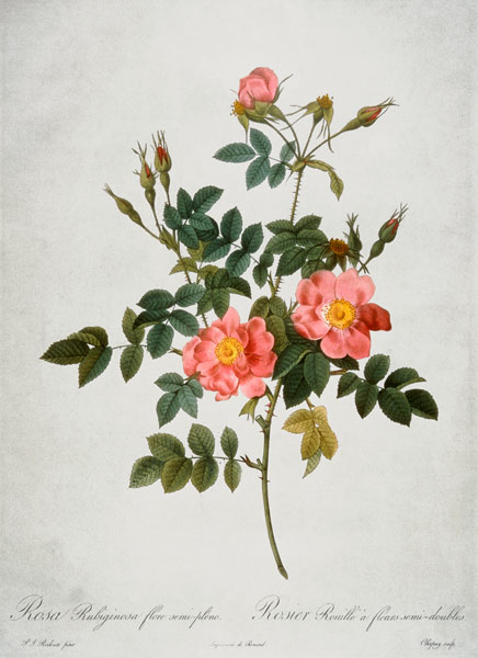 Rosa Rubiginosa Flore Semi-Pleno von Pierre Joseph Redouté