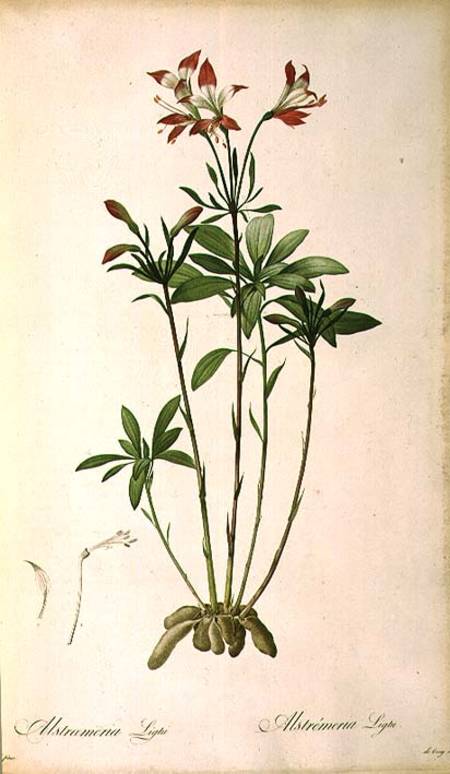 Alstraemeria Ligtu, from `Les Liliacees' von Pierre Joseph Redouté