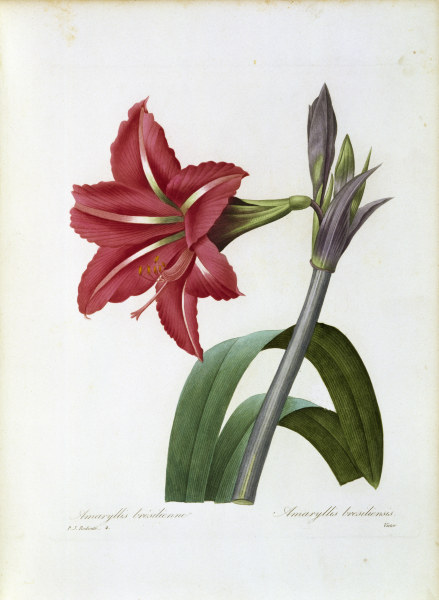 Amaryllis brasiliensis / Redouté von Pierre Joseph Redouté