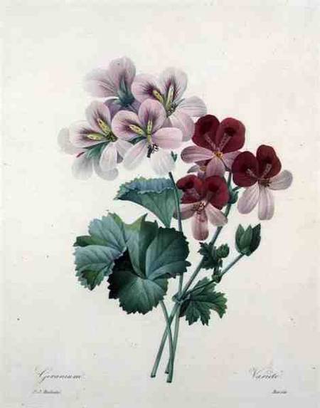 Geranium variety (Crane's-bill), engraved by Bessin, from 'Choix des Plus Belles Fleurs' von Pierre Joseph Redouté