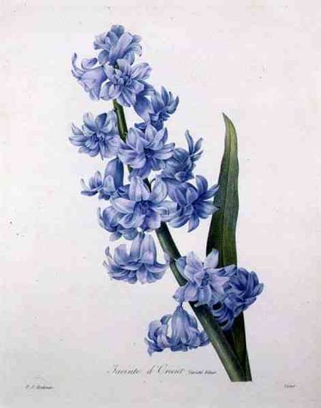 Hyacinthus orientalis (common hyacinth), engraved by Victor, from 'Choix des Plus Belles Fleurs' von Pierre Joseph Redouté