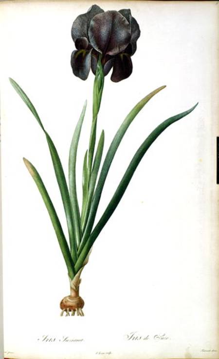 Iris Luxiana, from `Les Liliacees' von Pierre Joseph Redouté
