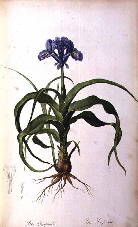 Iris Scorpioides, from `Les Liliacees' von Pierre Joseph Redouté