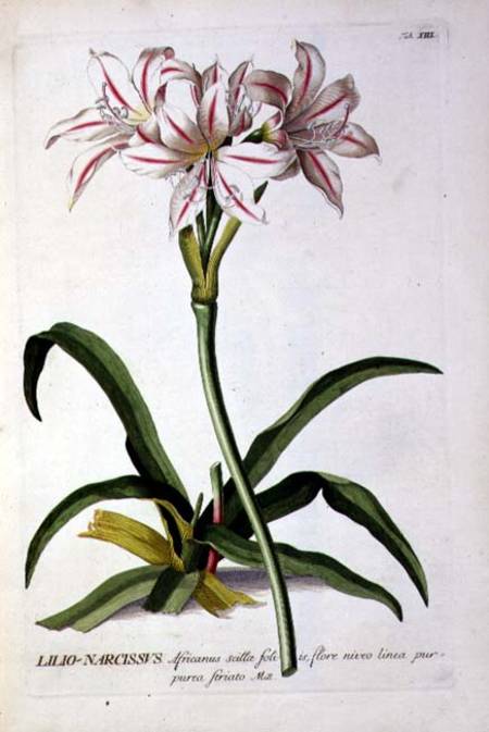 Lilio-Narcissus, from `Trew Plantae Selectae' von Pierre Joseph Redouté