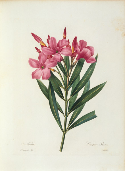 Oleander / Redouté von Pierre Joseph Redouté