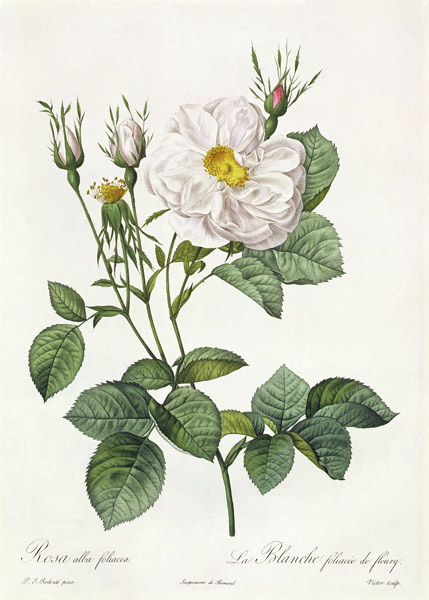 Rosa Alba Foliacea von Pierre Joseph Redouté