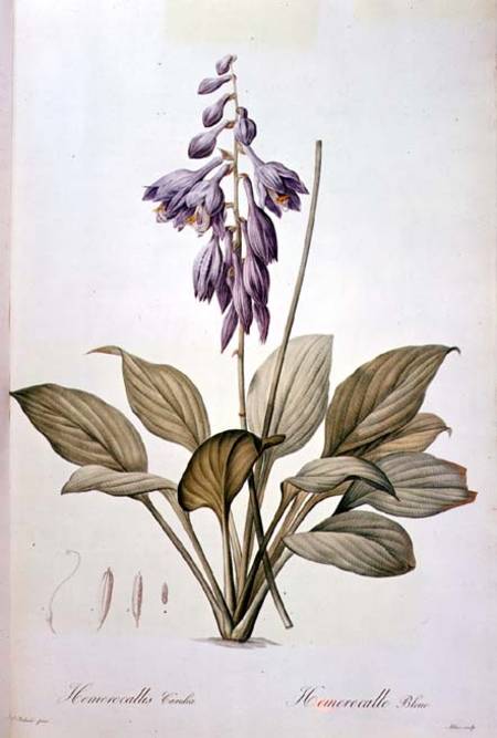 Plantain Lily von Pierre Joseph Redouté