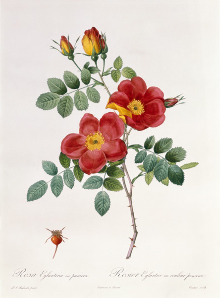 Rosa Eglantera Punicea von Pierre Joseph Redouté