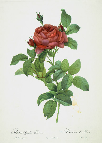 Rosa Gallica Pontiana von Pierre Joseph Redouté