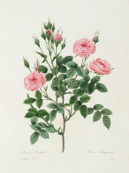 Rosa Pomponia / Redouté 1835 von Pierre Joseph Redouté
