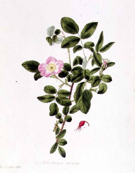 Rosa Acicularis Viridis von Pierre Joseph Redouté